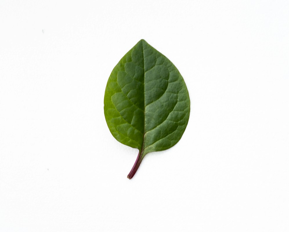 Mușețel - plantă calmantă