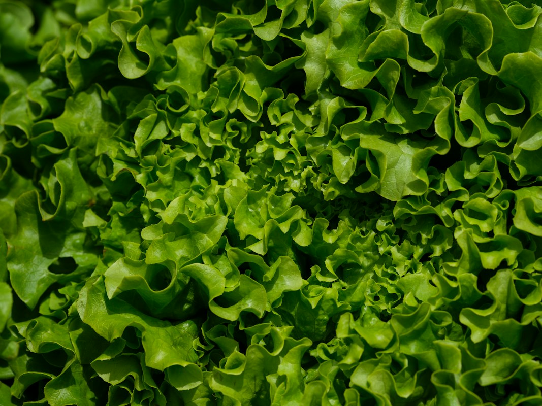 Sfeclă roșie - antioxidanți naturali