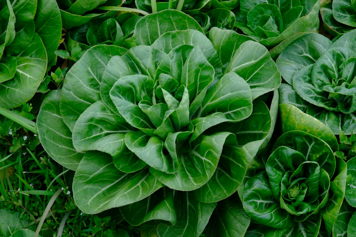 Povestea Plantedcirculationpath